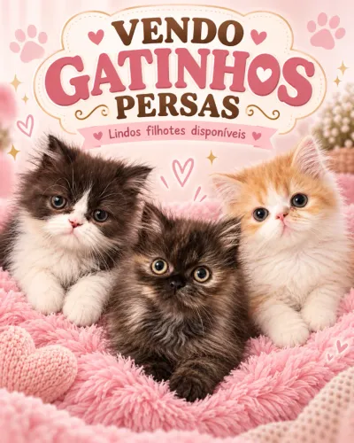 Gatinhos persas