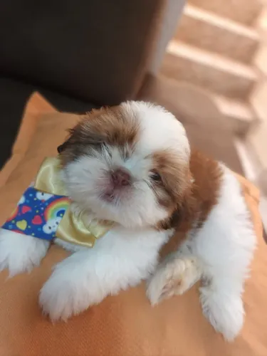 Shih tzu macho