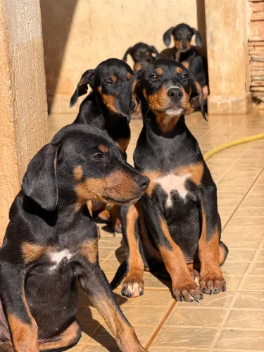 VÉNDE-SE CACHORROS dóberman 
