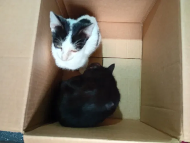 Estou doando essas gatinhas todas usa caixa de areia e come ração.