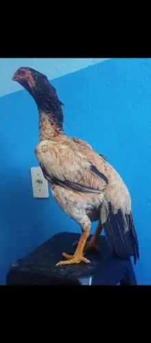 Galinha crista ferrão