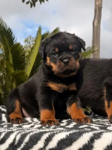 Rottweiler O filhote que vai ser o centro das atenções na sua casa