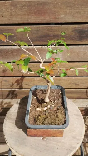 Bonsai de pitanga 