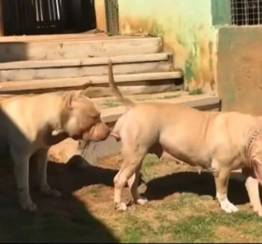 Cadela no cio