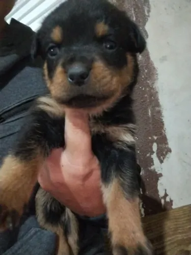 Cachorro da ração rottweiler disponível macho