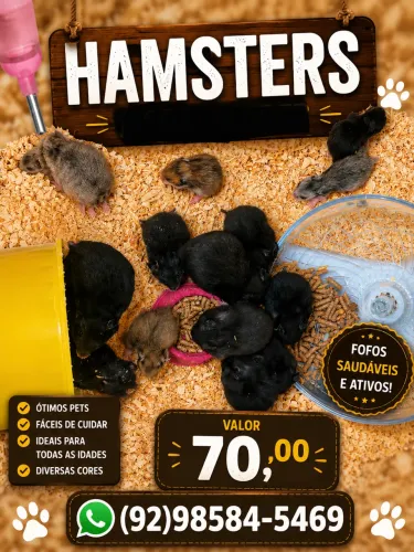 Hamster sirio 