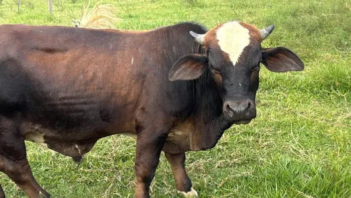 Boi Anão