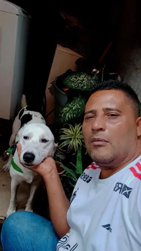 Estou doando um cão da raça pitibul com vira lata 