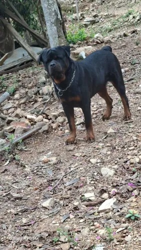 Rottweiler