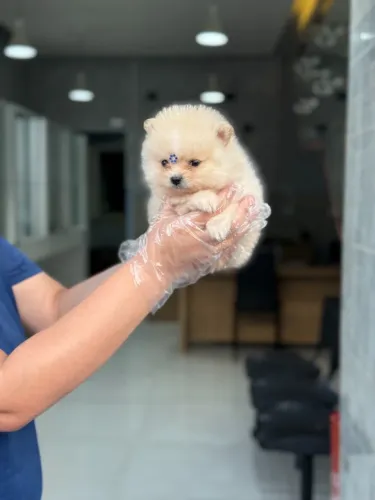 Spitz Alemão Anão com Pedigree - Loja Física, Canil Especializado e Procedência Garantida