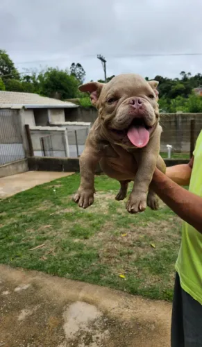 American bully filhotes disponíveis macho e femea 