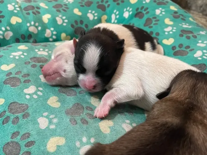 Spitz Procedência Você encontra aqui Entregamos em mãos!