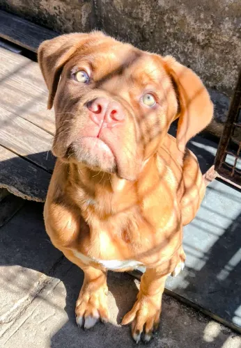 MARAVILHOSA FEMEA DE DOG DE BORDEAUX