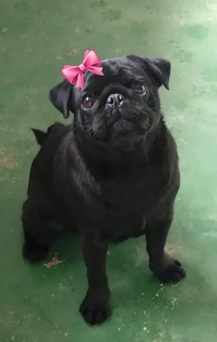 Pug Fêmea Adulta