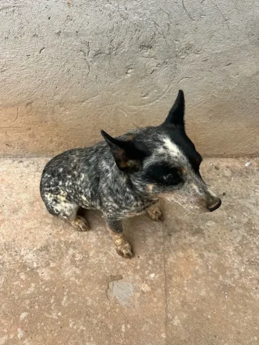 Blue heeler fêmea
