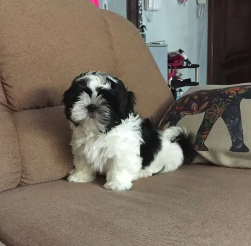Shih Tzu Um presente que transforma momentos em memórias