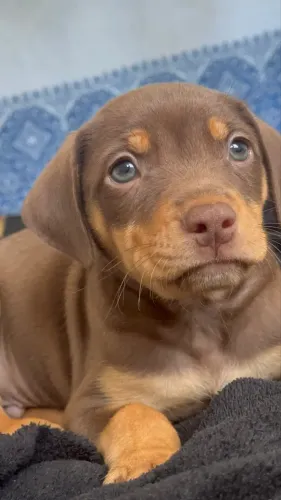 Estou vendendo cachorro raça pitbull