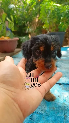 Filhote de dachshund pelo longo . Fêmea.Leia a Descrição!