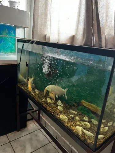 Vendo 2 aquário um 80cm outro 50 cm 
