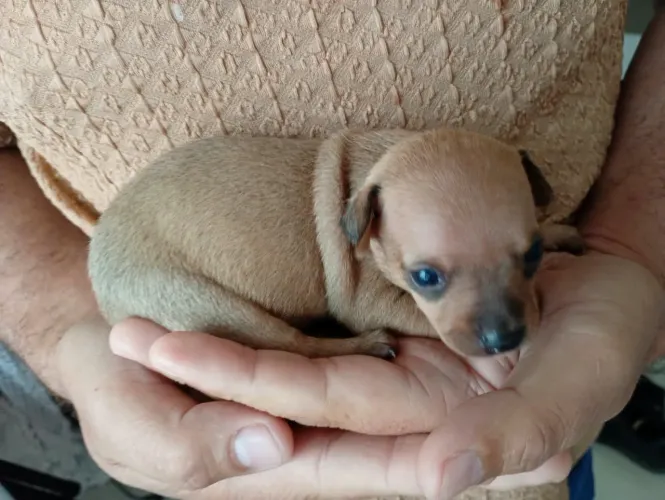 Vendo pinscher fêmea e macho