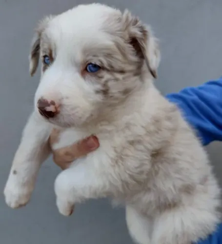 Border Collie puro - Filhote lindo e muito Inteligente