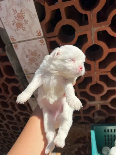 Filhote de chihuahuas pelo longo 