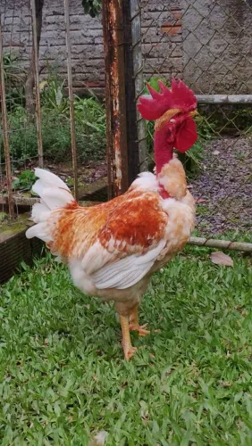 Galo