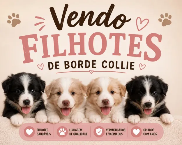 Border collie