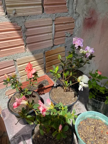 Rosa do deserto
