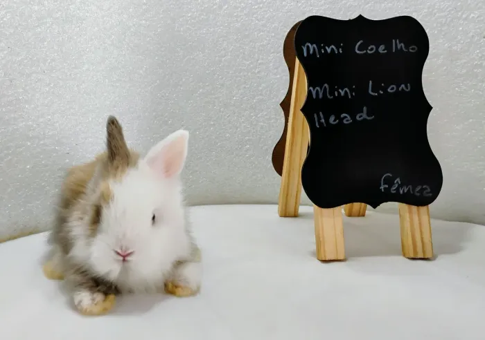 Mini Coelhos À Pronta Entrega/ Filhotes c/ 30 dias