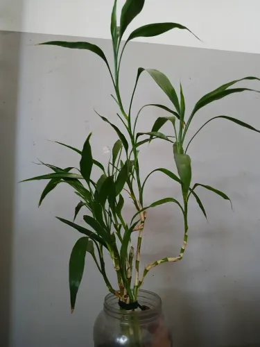 Plantas 