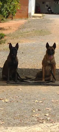 Cachorro