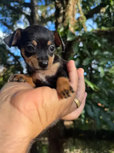 Filhote Pinscher pedigree