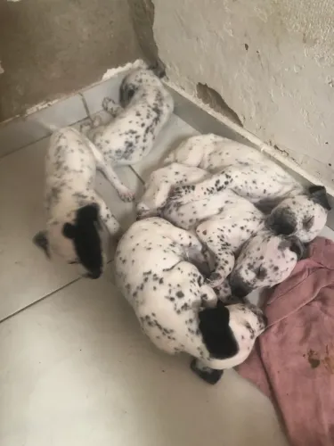 Cachorro dálmata
