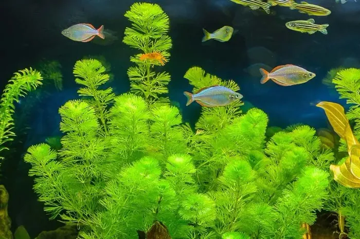 Plantas Aquáticas para aquario