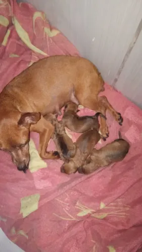 Filhotes de pinscher macho, R$400,00