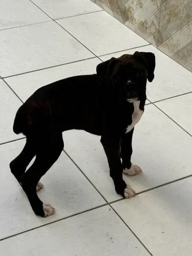 Boxer fêmea pedigree CbKC