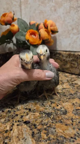 Mini Garnizé Casal