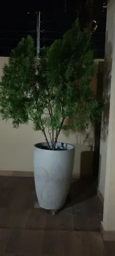Lindo Pinheiro( Tuia) Negociável 