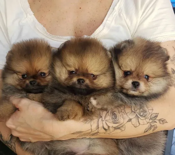 Lulu da Pomerania/// Spitz alemão anao parcelamos até 21