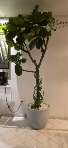 Ficus com mais de 2metros