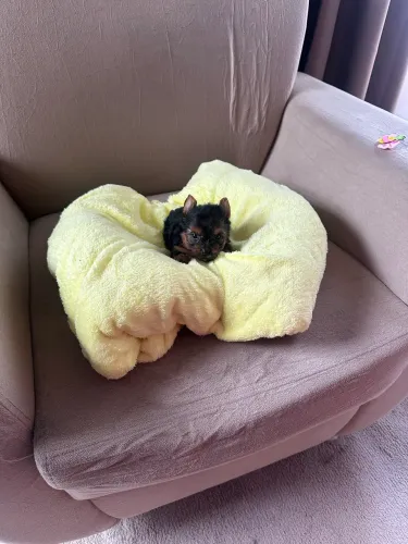 Yorkshire micro 