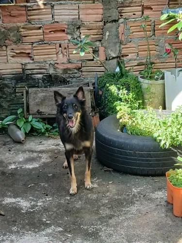 Doação  de uma cadela docil.