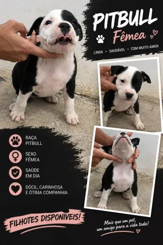 Filhote american pitbull 