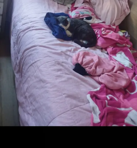 Doa gatinho castrado