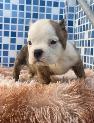 American bully micro