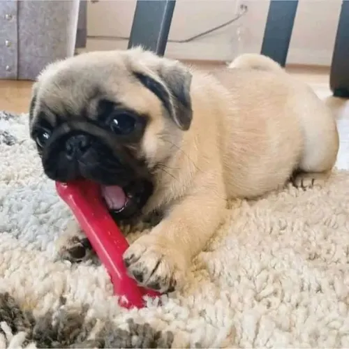 Baby pug dócil e temperamento saudável de linhagem selecionada