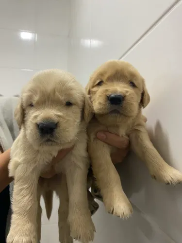 Golden retriever
