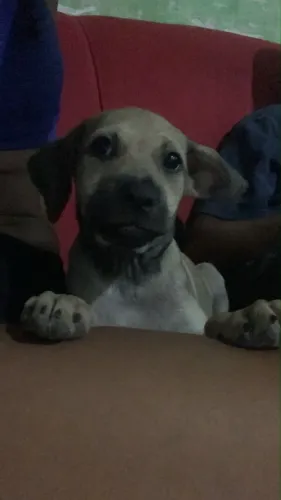 DOAÇÃO 2 cachorros