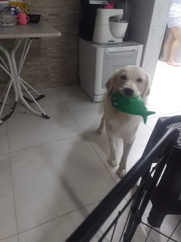 Vende uma Golden de 1 ano com pedigree,super dócil .motivo minha filha está com alergia.